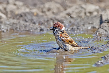 Tree sparrow bathing in a puddle close-up photo