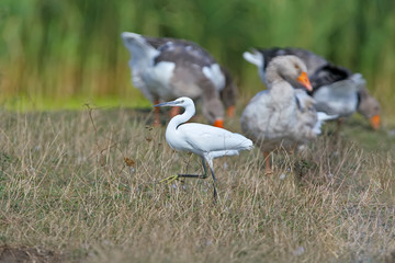 Obraz na płótnie Canvas A little white heron strolls along the river bank among a flock of domestic geese