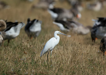 A little  white heron strolls along the river bank among a flock of domestic geese