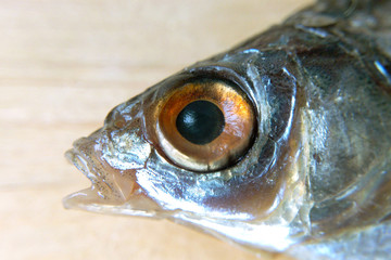 Fish head on light background close-up blurred background