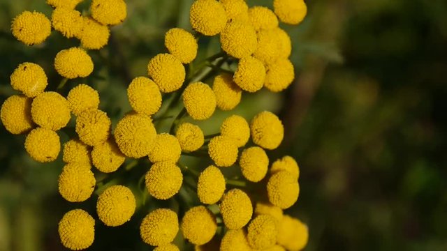 Bitter golden buttons of Tanacetum vulgare yellow flower shrub on the wind HD footage - Tansy perennial herbaceous flowering plant. Static camera