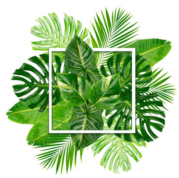 Fototapeta Tropical green leaves