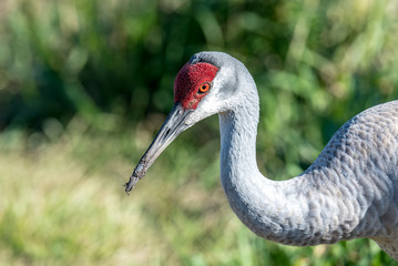 Sandhill Crane 01