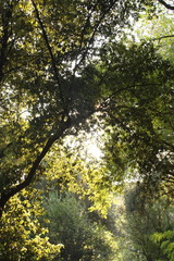 Sunlight Shining Down Through Trees