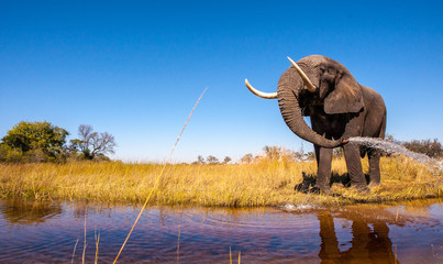 Fototapeta premium Wild African Elephant with a Blue Sky