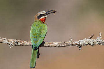 White-fronted bee-eater with a bee in Zimanga Game Reserve In South Africa