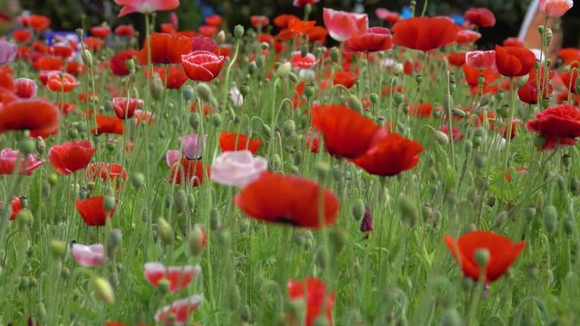 Papaver rhoeas flower. Royalty high quality free stock footage of papaver rhoeas flowers. Papaver rhoeas is an annual herbaceous species of flowering plant in the poppy family, Papaveraceae