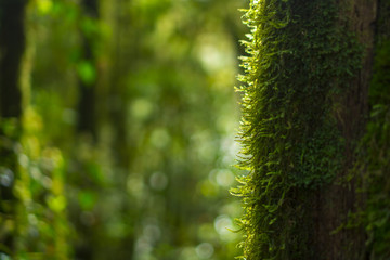 Scenic forest of fresh green deciduous trees framed by leaves, with the sun casting its warm rays through the foliage