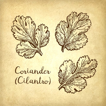 Ink sketch of cilantro.
