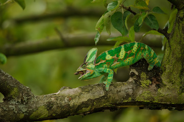 Chameleon eating home cricet in tree branch