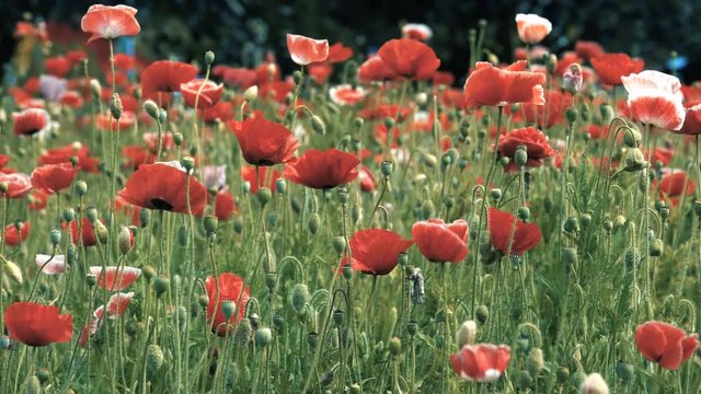 Papaver rhoeas flower. Royalty high quality free stock footage of papaver rhoeas flowers. Papaver rhoeas is an annual herbaceous species of flowering plant in the poppy family, Papaveraceae