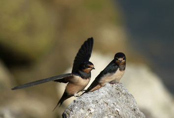jeunes hirondelles rusitque © Arnaud LATHUILLE
