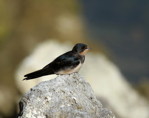 jeune hirondelle rustique © Arnaud LATHUILLE
