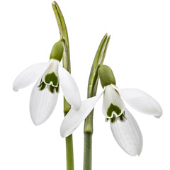 Obraz premium Two flower of snowdrop isolated on white background