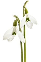 Obraz premium Two flower of snowdrop isolated on white background