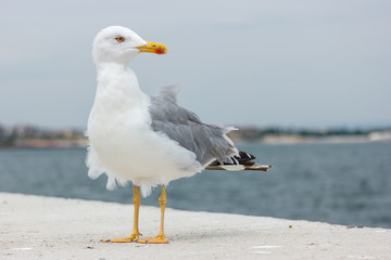 Fototapeta na wymiar A large seagull on a concrete pier close up.