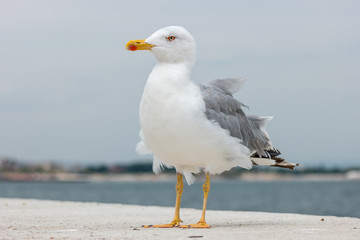 A large seagull on a concrete pier close up.