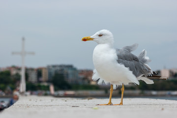 A large seagull on a concrete pier close up.