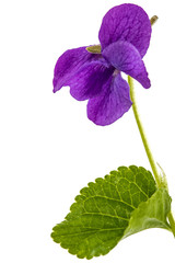 Flower of the violet, isolated on white background