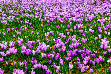 A field of colourful blooming crocus flowers