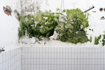 gl schimmel an mauer II