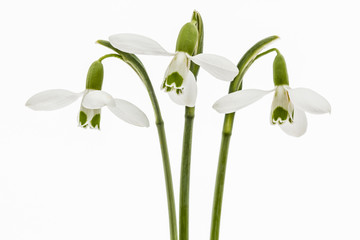 Three flower of snowdrop isolated on white background