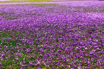 Millions of colourful blooming crocus flowers
