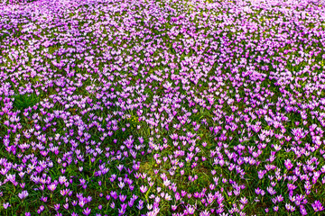 Obraz premium Millions of colourful blooming crocus flowers