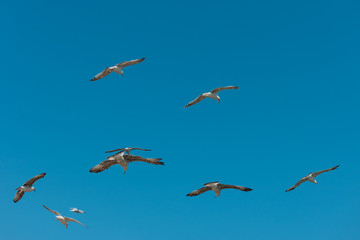 Gulls flying against the blue sky.