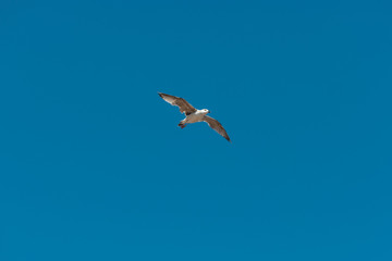 Gulls flying against the blue sky.