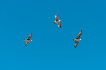 Gulls flying against the blue sky.