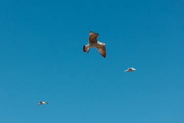 Gulls flying against the blue sky.