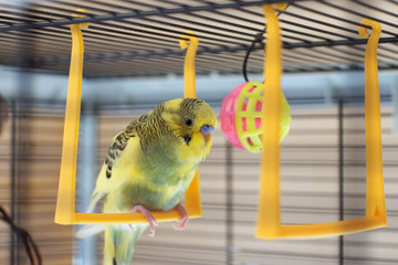 A young Budgeigar parrot is sitting on a parrot's swing and playing with a toy ball suspended.