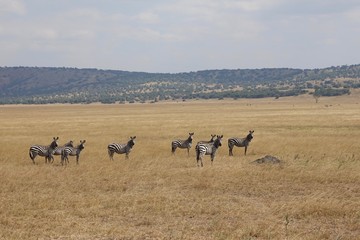 Zebra, Zebras Serengeti, Tanzania, Africa
