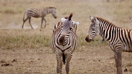 Zebra, Zebras Serengeti, Tanzania, Africa