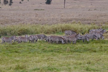 Zebra, Zebras Serengeti, Tanzania, Africa