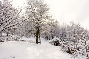 Snow covered trees in winter forest at sunny day. Beautiful winter landscape.