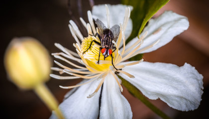 Close up of fly perched on yellow & white flower head