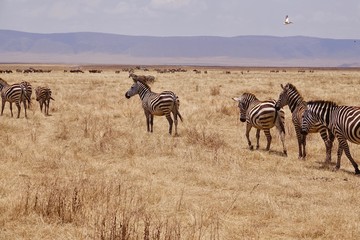 Obraz premium Zebra, Zebras Serengeti, Tanzania, Africa