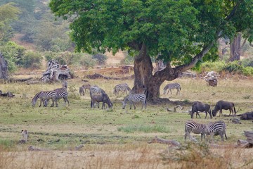 Zebra, Zebras Serengeti, Tanzania, Africa