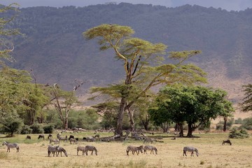 Zebra, Zebras Serengeti, Tanzania, Africa