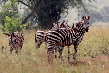 Zebra, Zebras Serengeti, Tanzania, Africa