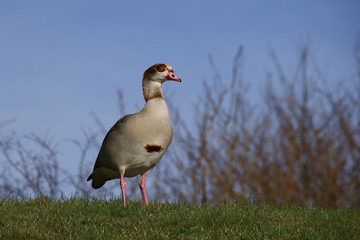 Egyptian Goose against winter landscape