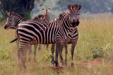 Zebra, Zebras Serengeti, Tanzania, Africa