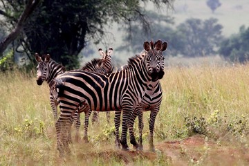 Naklejka premium Zebra, Zebras Serengeti, Tanzania, Africa