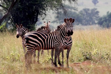 Zebra, Zebras Serengeti, Tanzania, Africa