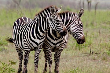 Zebra, Zebras Serengeti, Tanzania, Africa
