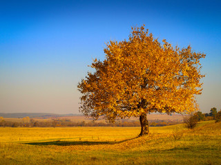 Beautiful autumn landscape with a superb solitary yellow tree