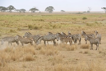Fototapeta na wymiar Zebra, Zebras Serengeti, Tanzania, Africa
