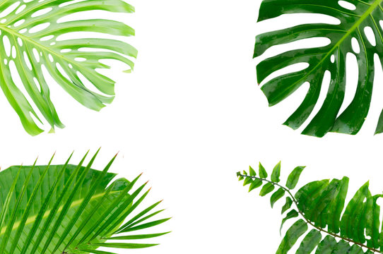 Fototapeta Tropical green leaves